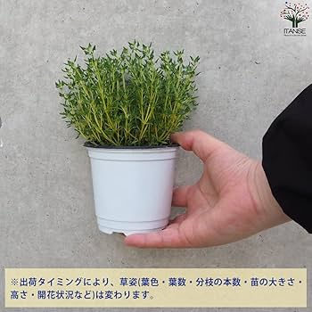 クリーピングローズ　アロマハーブ　根付き苗　3苗 クリーピングタイム（赤花）'コクシネウスローズタイム' ハーブ